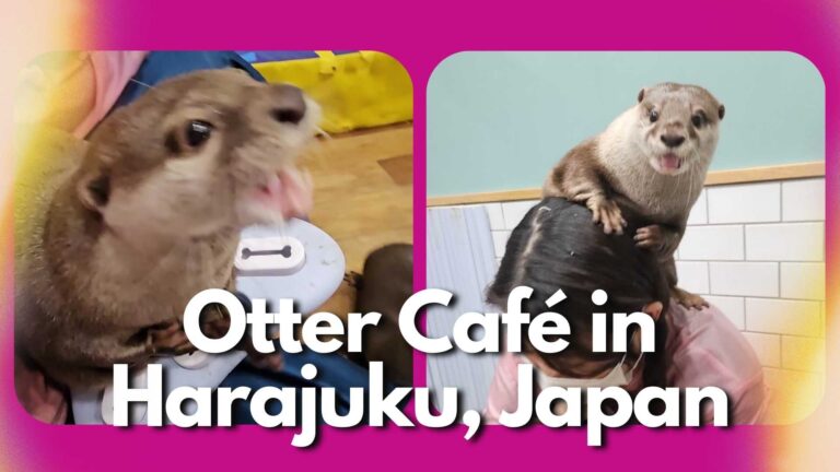 Playing with Otters in Harajuku – The Cutest & Most Affordable Experience in Tokyo! 🦦